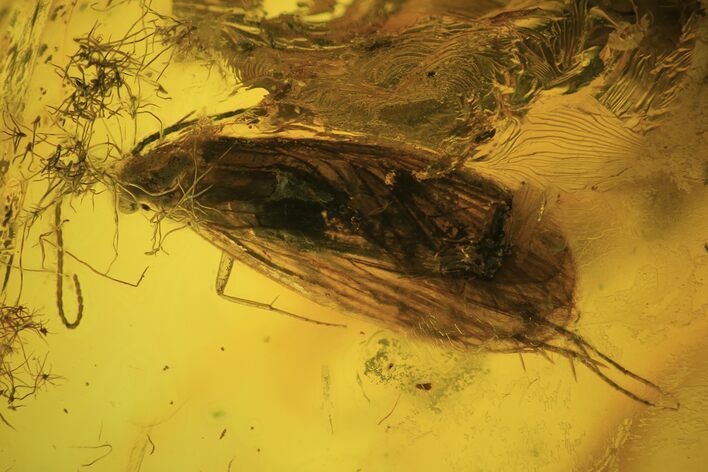 Detailed Fossil Caddisfly (Trichoptera) In Baltic Amber #109442